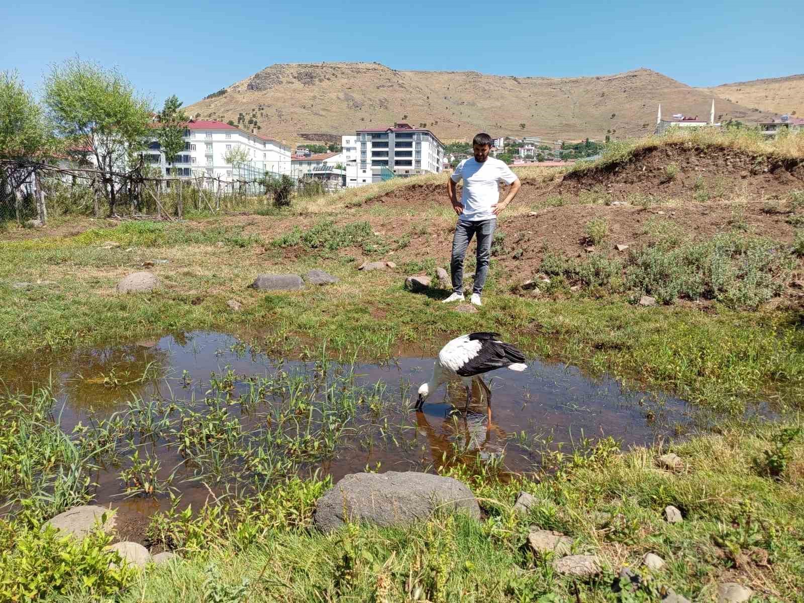 Defalarca yuvadan düşen yavru leylek doğaya bırakıldı