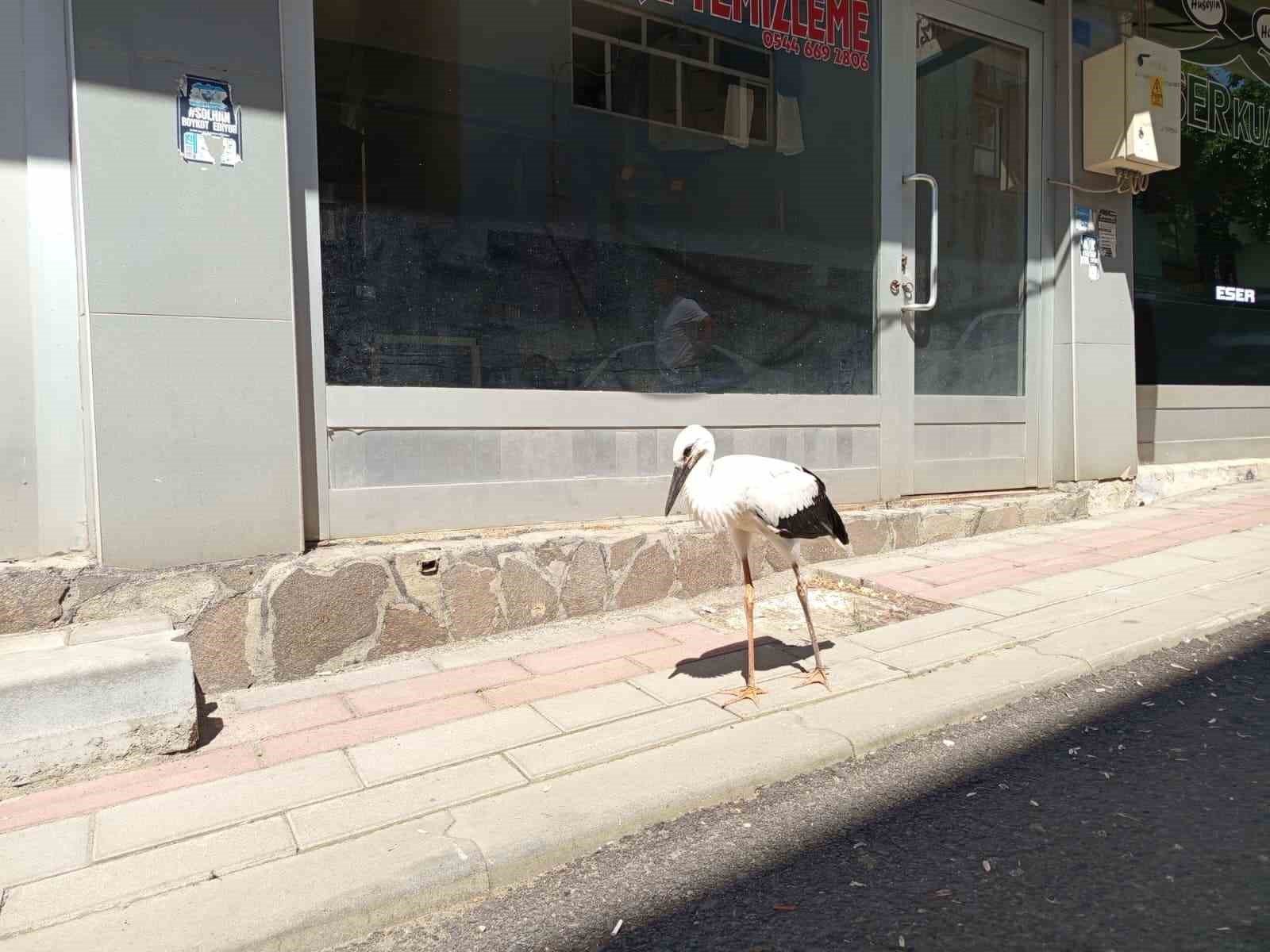 Defalarca yuvadan düşen yavru leylek doğaya bırakıldı
