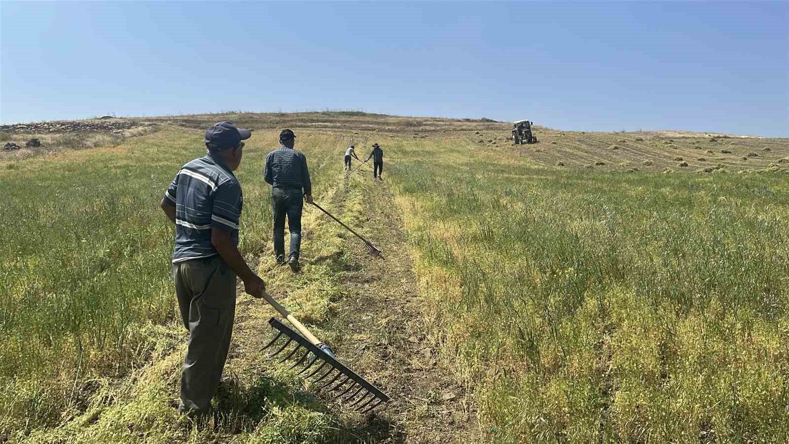 Yozgat’ta mercimek hasadı başladı, çiftçinin yüzü güldü, verim beklentisi yükseldi