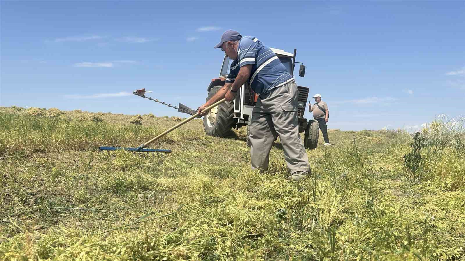 Yozgat’ta mercimek hasadı başladı, çiftçinin yüzü güldü, verim beklentisi yükseldi