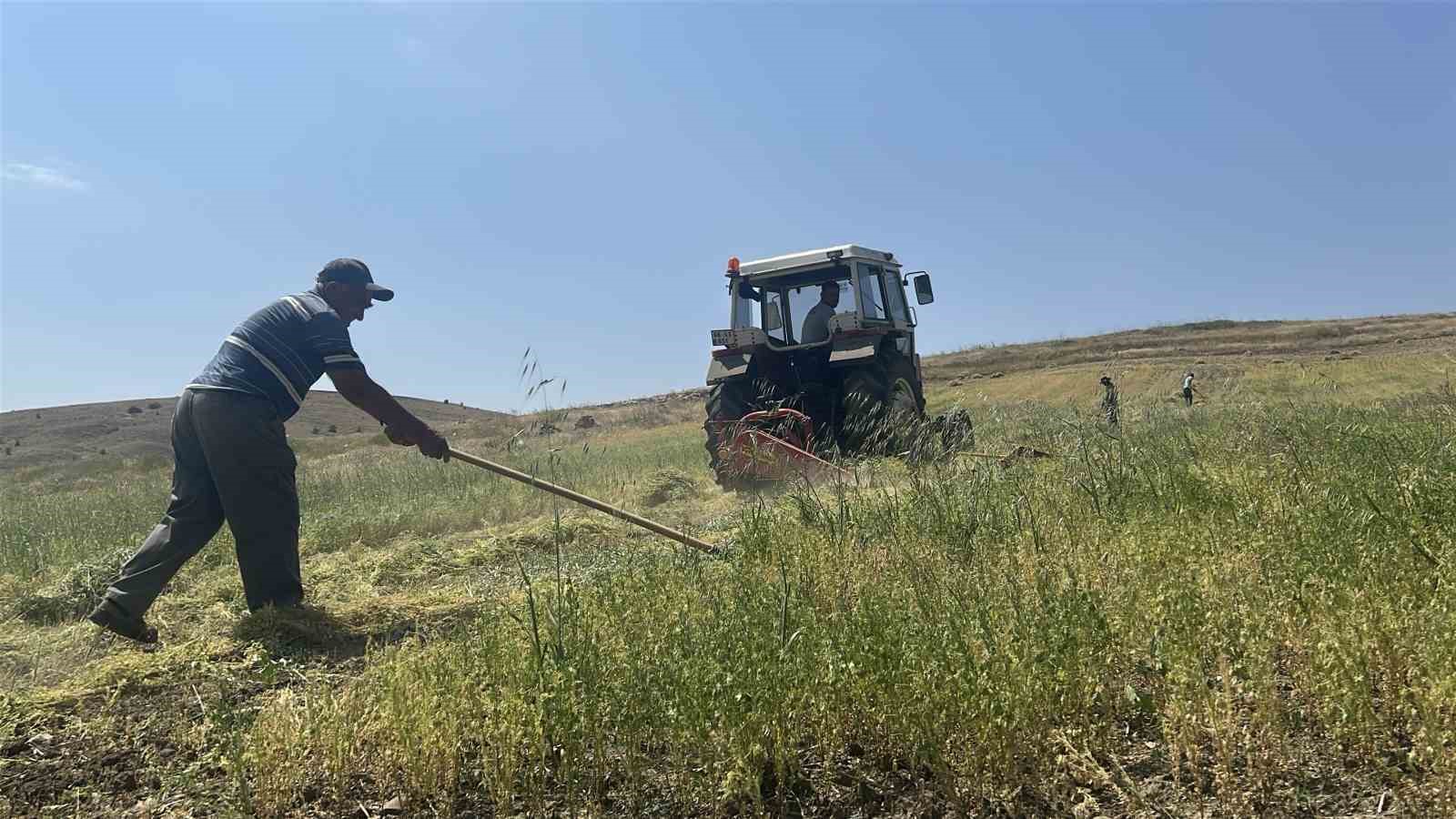 Yozgat’ta mercimek hasadı başladı, çiftçinin yüzü güldü, verim beklentisi yükseldi