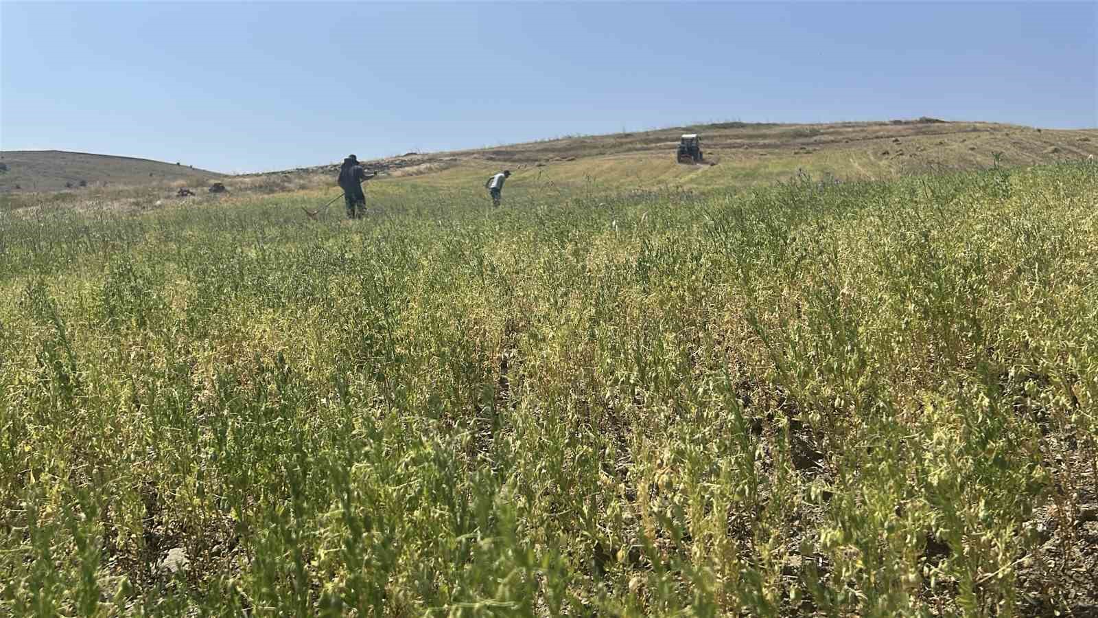 Yozgat’ta mercimek hasadı başladı, çiftçinin yüzü güldü, verim beklentisi yükseldi