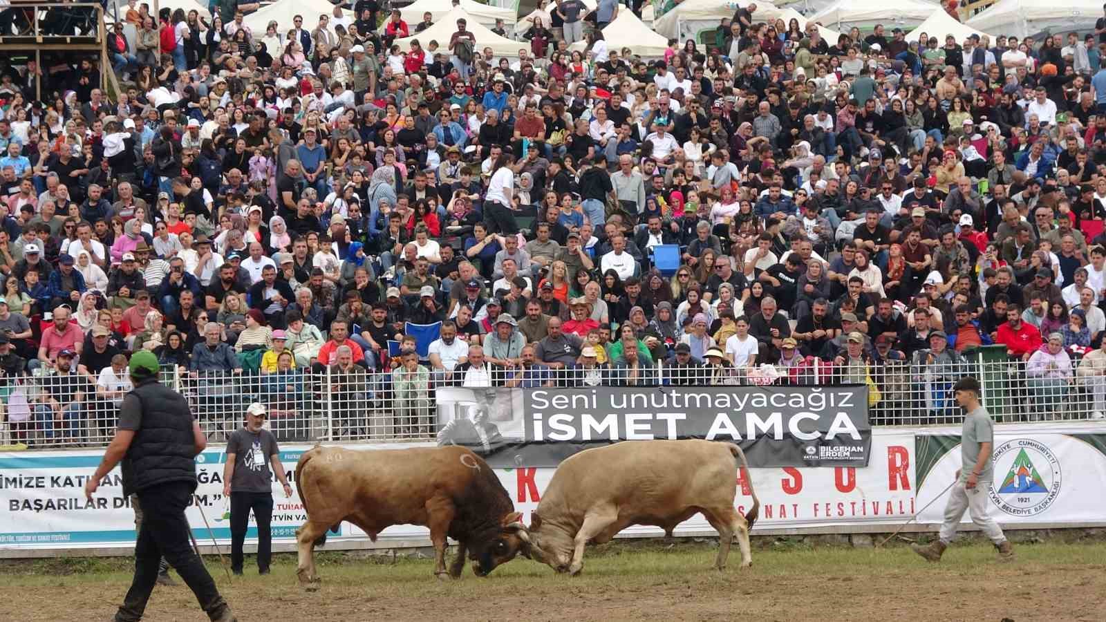 Artvin’in Kafkasör Yaylası’nda boğaların 45. randevusu nefes kesti