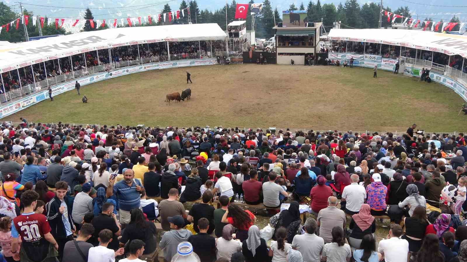 Artvin’in Kafkasör Yaylası’nda boğaların 45. randevusu nefes kesti