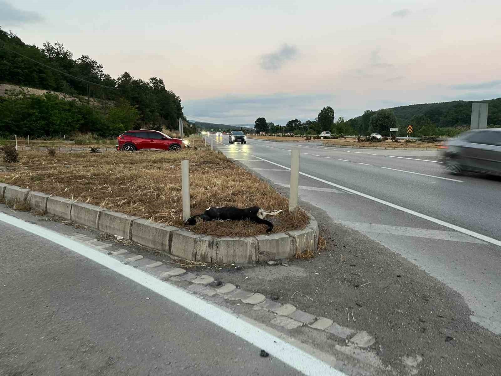 Samsun’da köpeğe çarpan motosikletteki sürücü ve yolcu yaralandı
