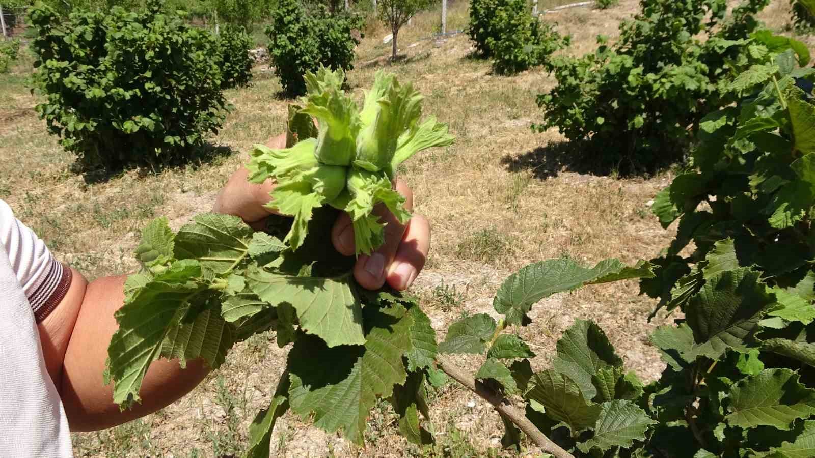 Bozkırın ortasında fındık yetiştirdi