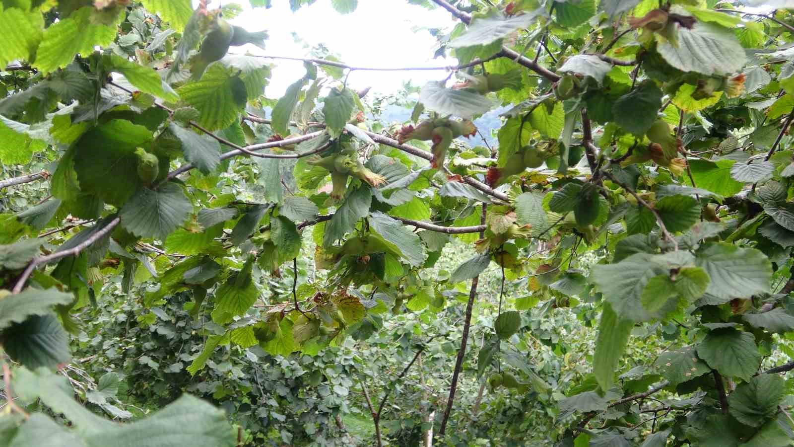 Fındıkta yeni hasat sezonu öncesi fiyatlar geriledi, gözler alım fiyatında