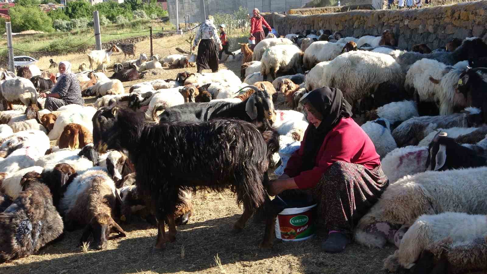 Koyun sürülerinin tozlu yolculuğu görsel şölene dönüşüyor