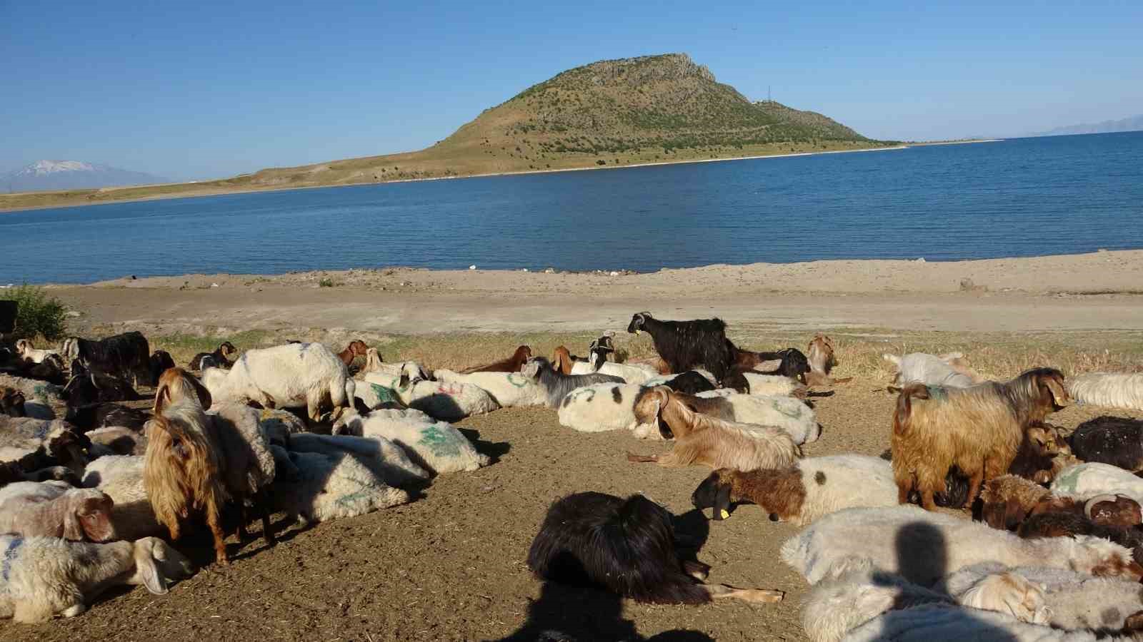 Koyun sürülerinin tozlu yolculuğu görsel şölene dönüşüyor