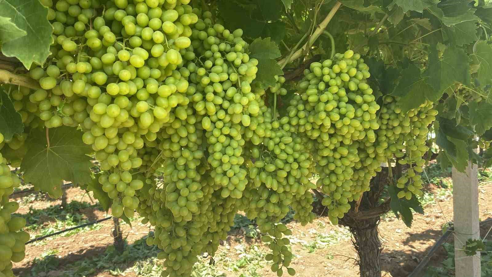 Sarıgöl’ün üzüm salkımları göz kamaştırıyor