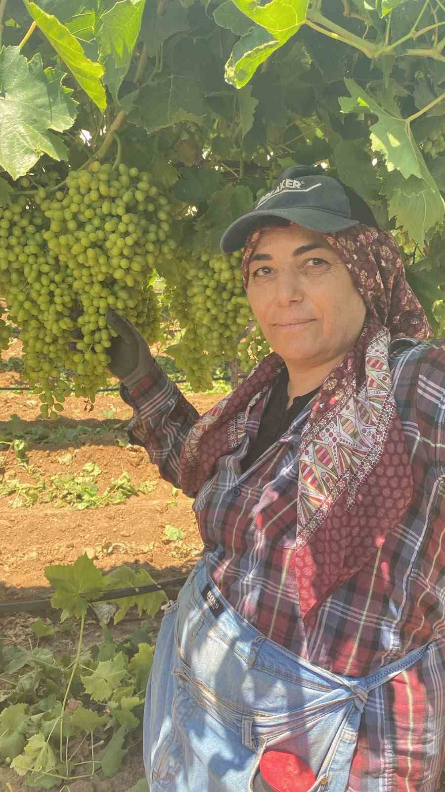 Sarıgöl’ün üzüm salkımları göz kamaştırıyor