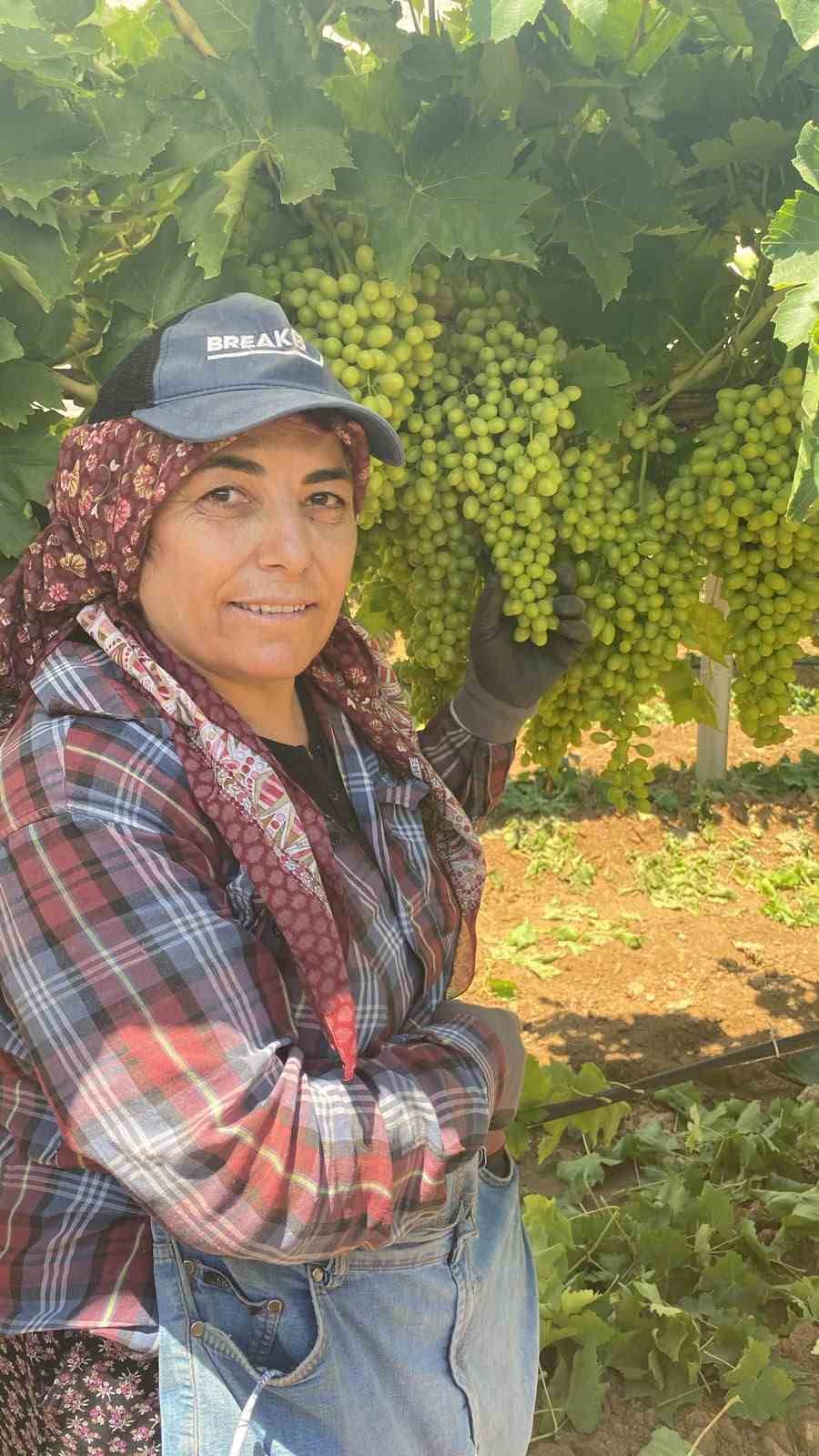 Sarıgöl’ün üzüm salkımları göz kamaştırıyor
