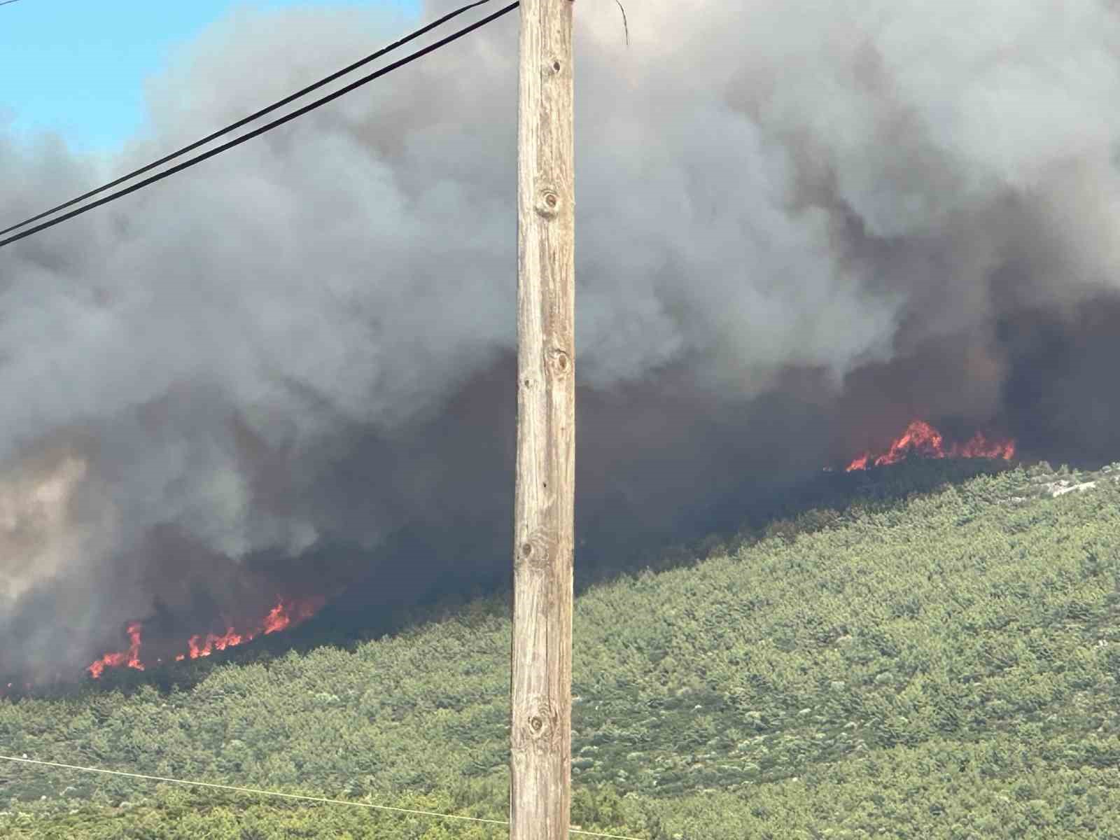 Milas’ta orman yangını
