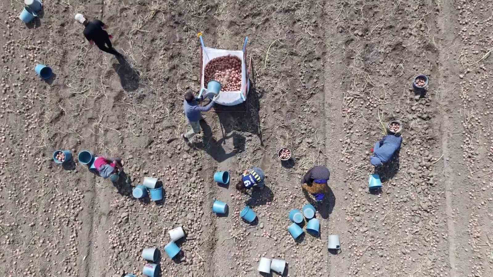 Amasya’da patates hasadı başladı: 130 bin ton rekolte bekleniyor