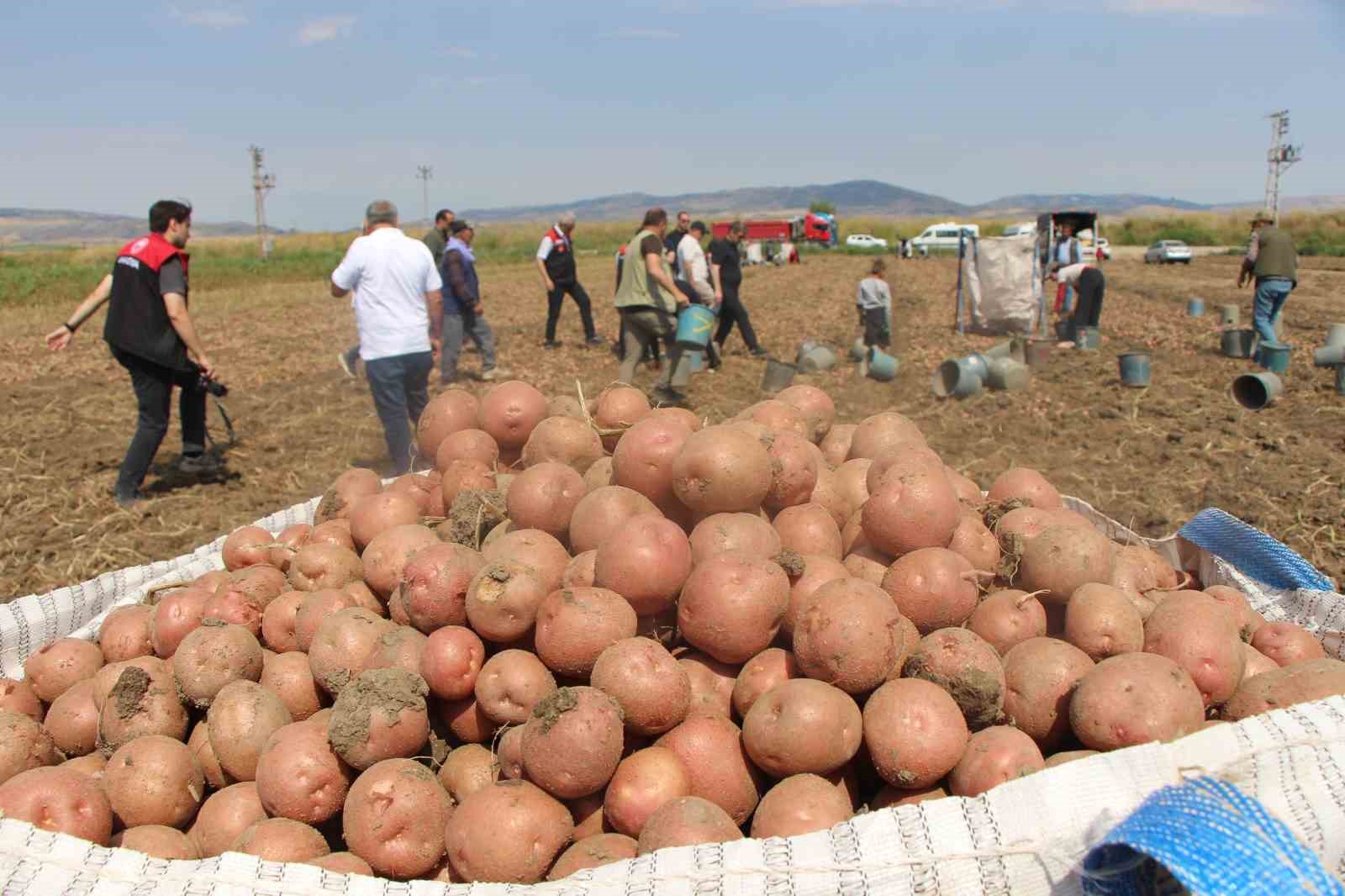 Amasya’da patates hasadı başladı: 130 bin ton rekolte bekleniyor
