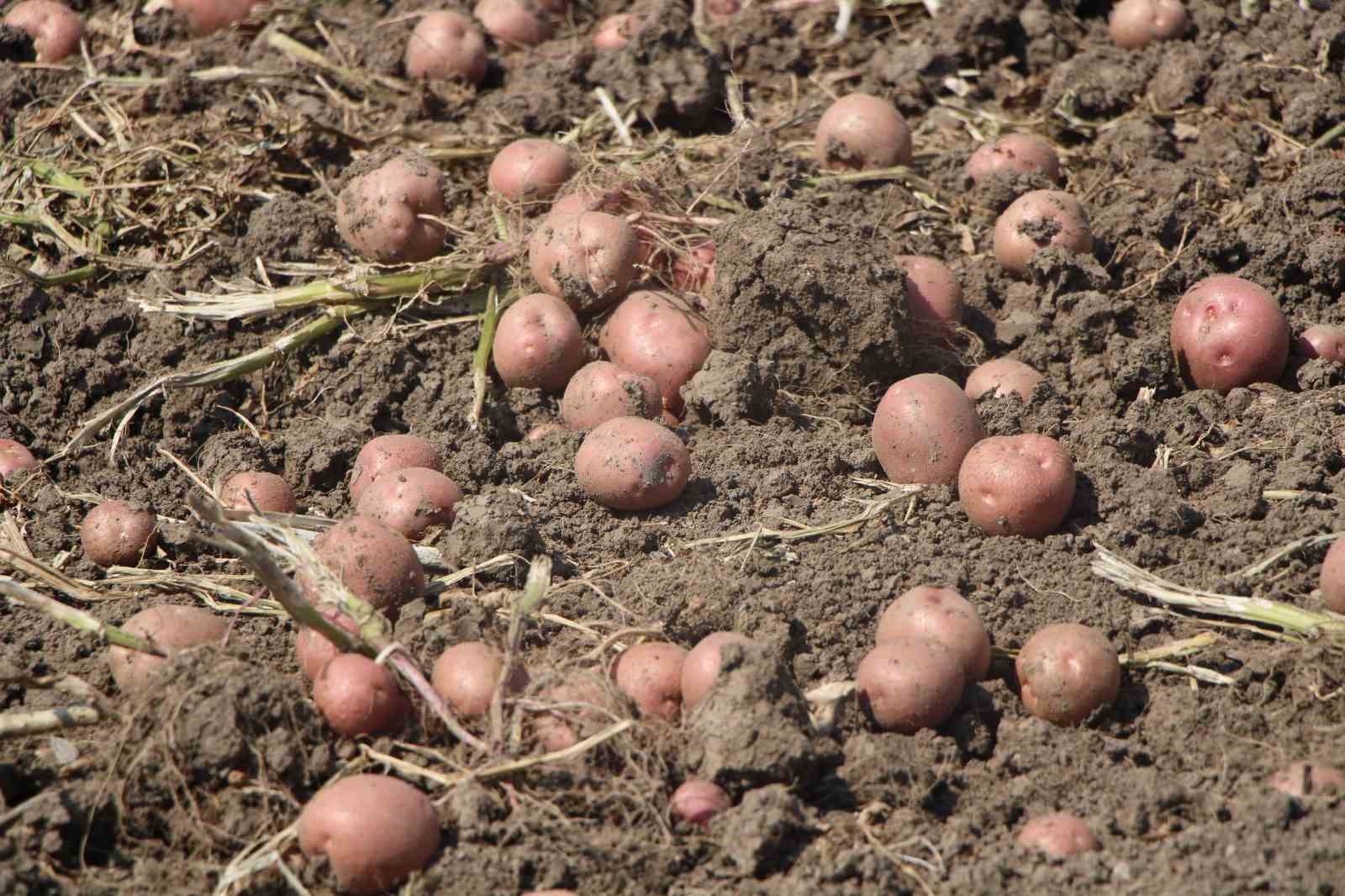 Amasya’da patates hasadı başladı: 130 bin ton rekolte bekleniyor