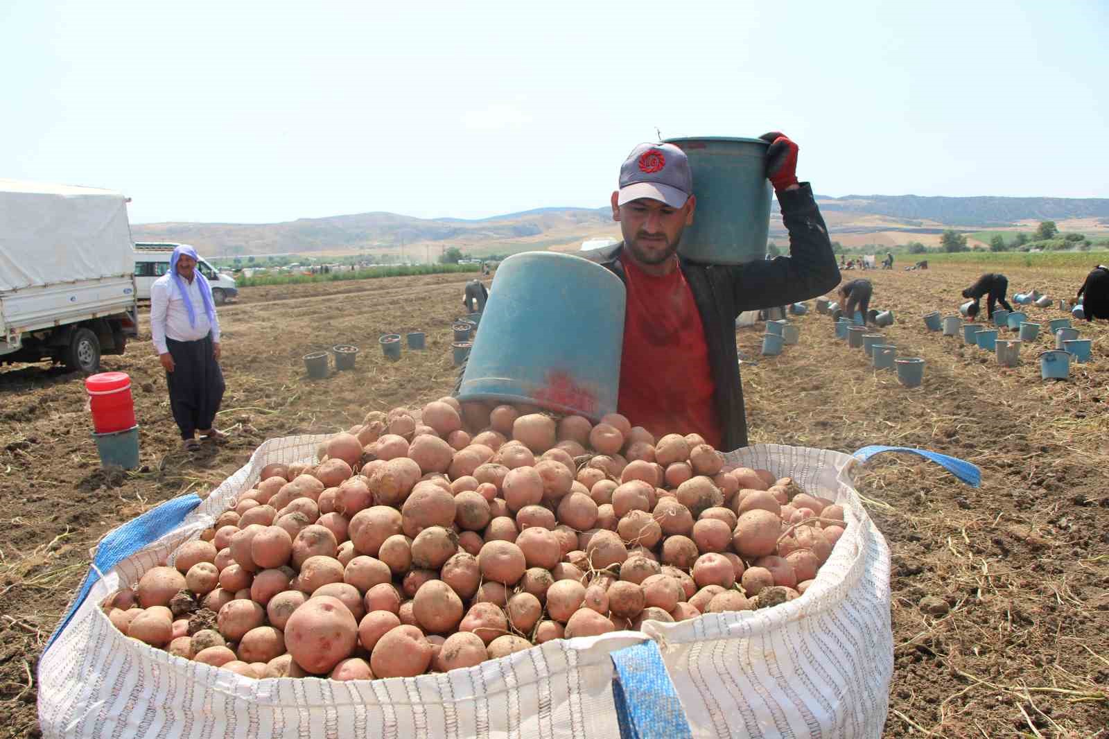 Amasya’da patates hasadı başladı: 130 bin ton rekolte bekleniyor