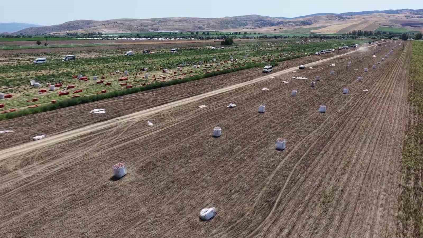 Amasya’da patates hasadı başladı: 130 bin ton rekolte bekleniyor