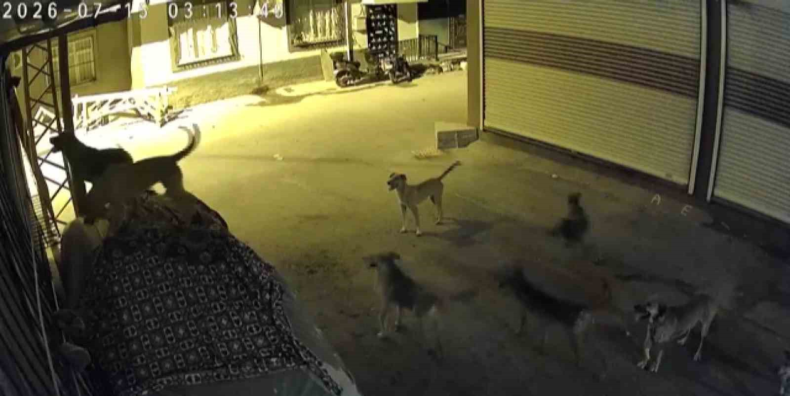 Sürü halindeki köpeklerden korkan kedi, pencere demirine tırmandı
