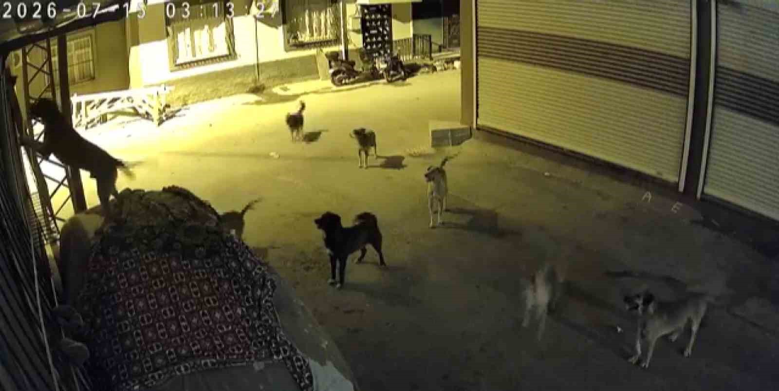 Sürü halindeki köpeklerden korkan kedi, pencere demirine tırmandı