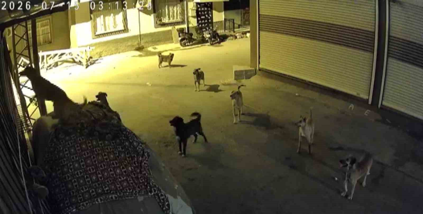 Sürü halindeki köpeklerden korkan kedi, pencere demirine tırmandı
