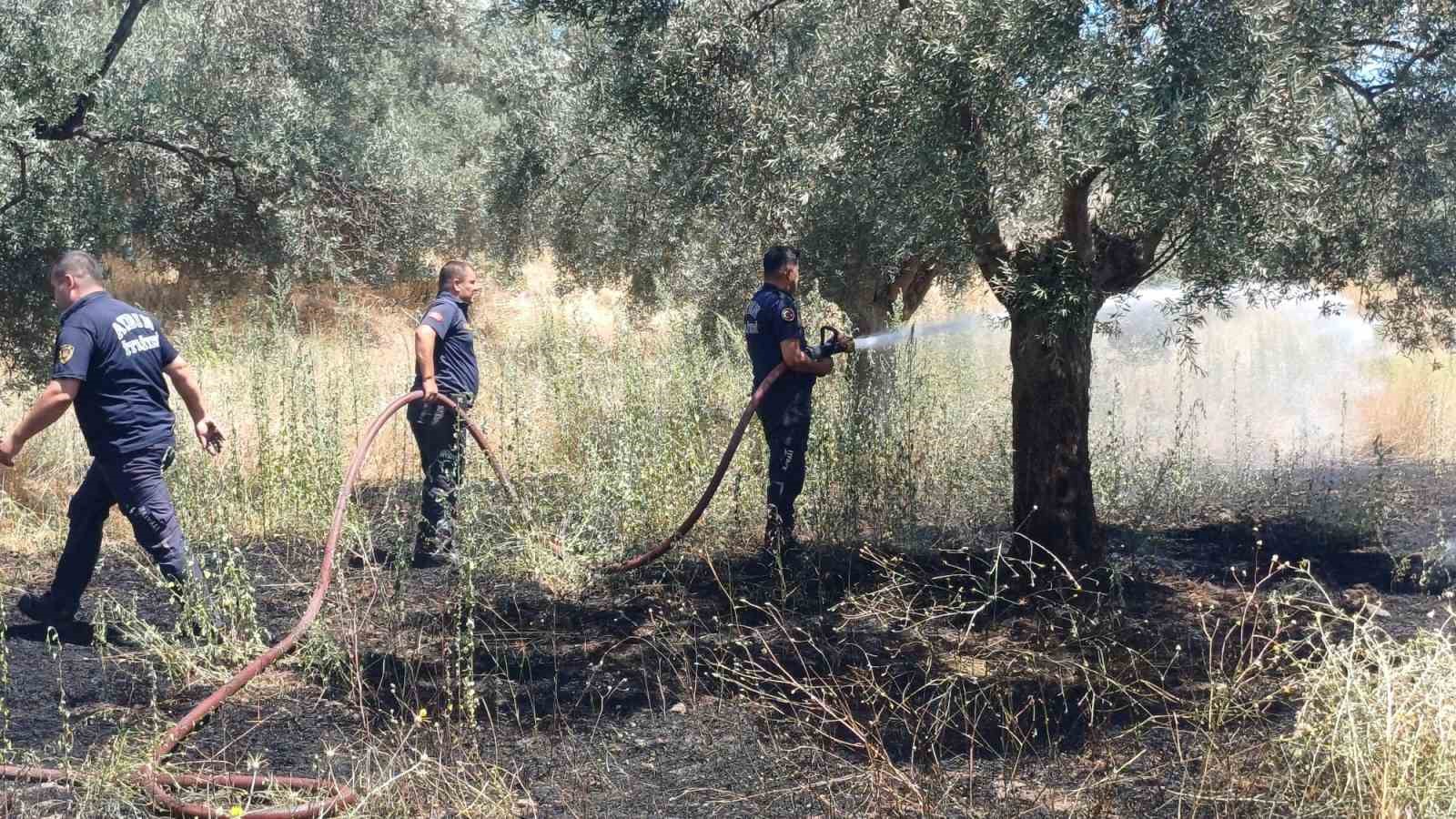 Ot biçerken zeytinliği yaktı