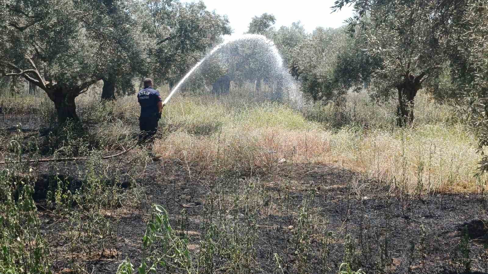 Ot biçerken zeytinliği yaktı