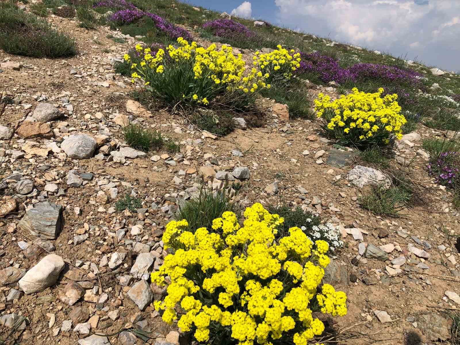 Hakkari’nin zirveleri çiçeklerle renklendi