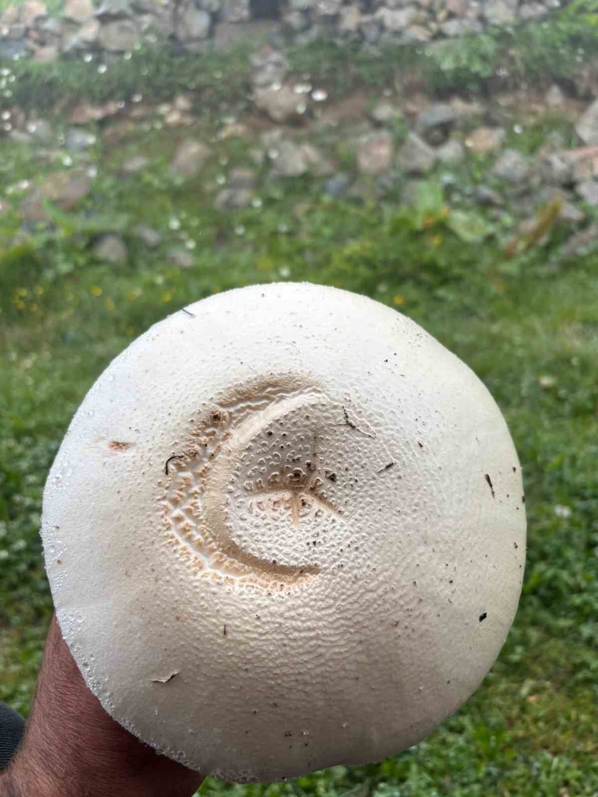 Yayladaki ay yıldızlı mantar görenleri şaşırttı
