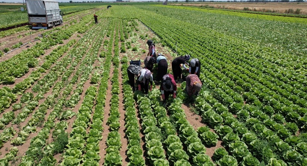 Konya’da marul bolluğu fiyatları düşürdü