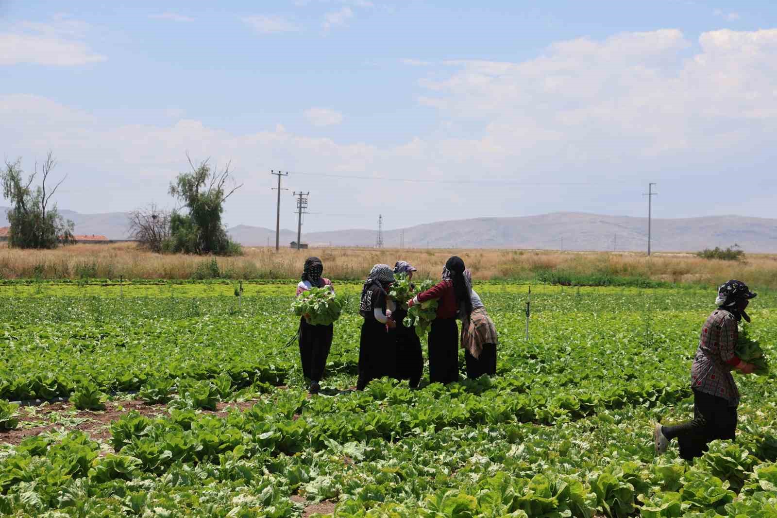 Konya’da marul bolluğu fiyatları düşürdü