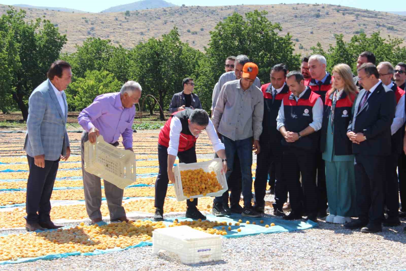Malatya’da kayısı hasadına katılan Bakan Yumaklı: "Geçtiğimiz senenin o karamsar zamanını üzerimizden atan çok güzel bir ürün görüyoruz"