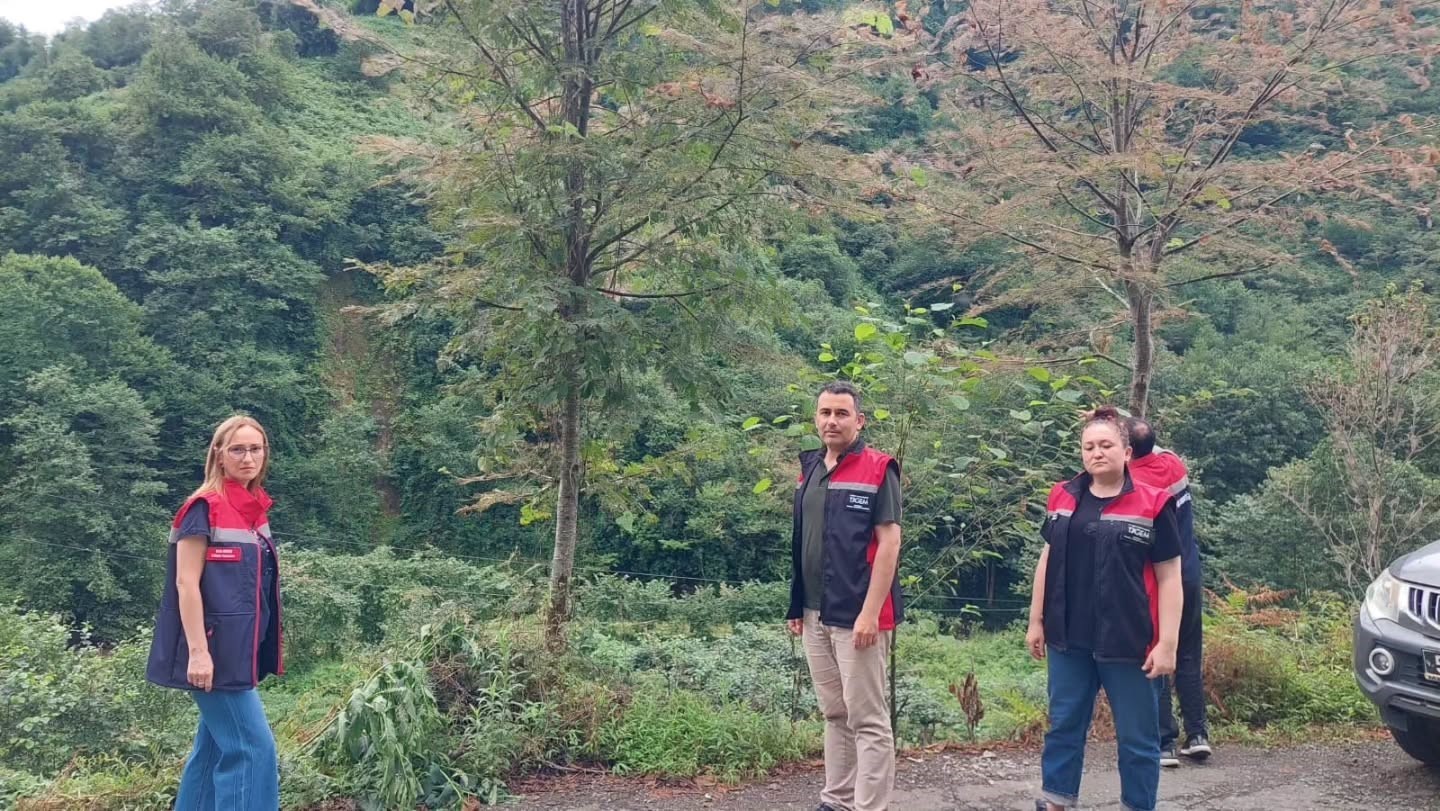 Rize’de tarım alanlarını istila eden Amerikan Beyaz Kelebeği için mücadele başladı