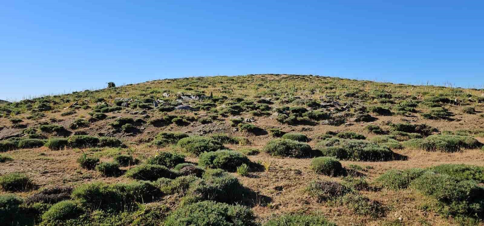 Hasköy’de yüzyıllık mezarlıklara defineci tahribatı