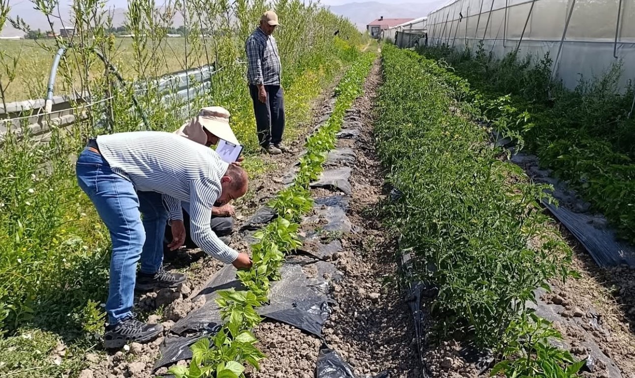 Yüksekova’da sera ve bahçelerde denetim