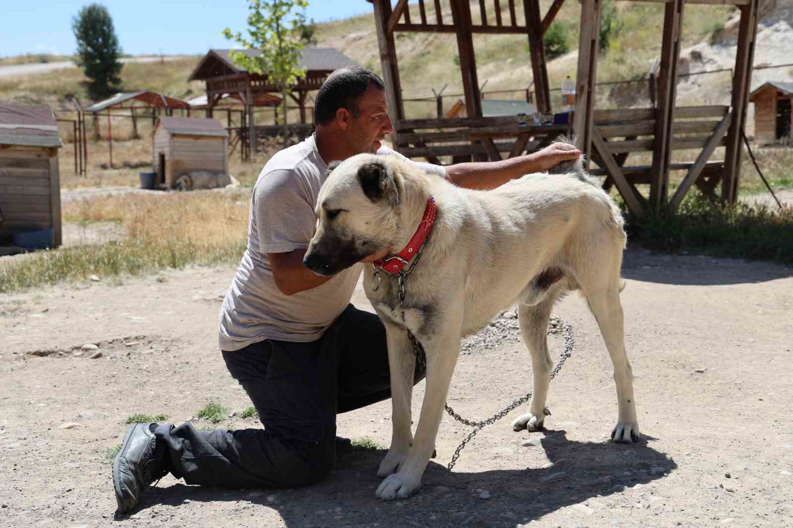 Soğuk havaya göğüs geren Kangal köpekleri sıcak yaz aylarında miskinleşiyor