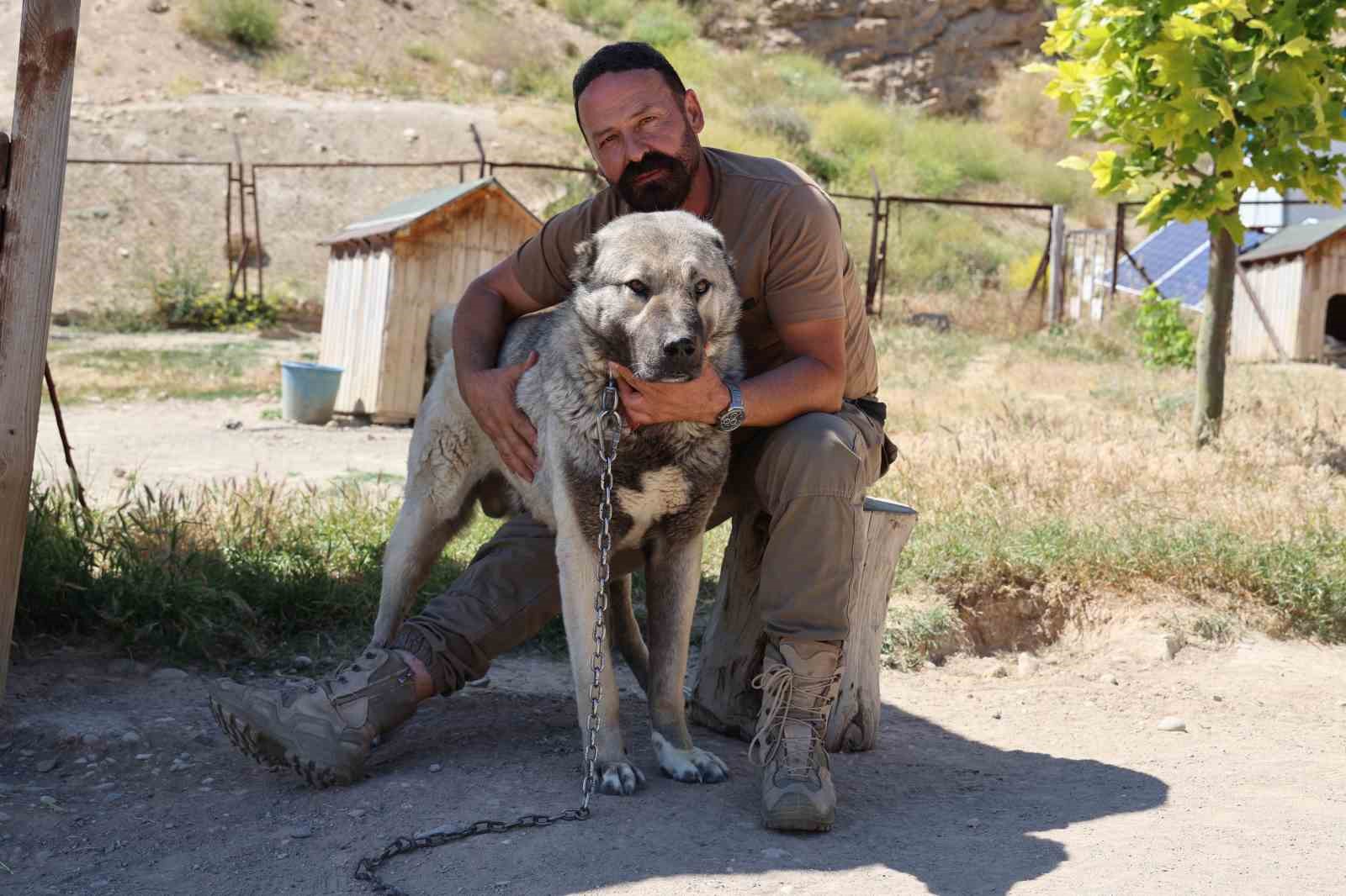 Soğuk havaya göğüs geren Kangal köpekleri sıcak yaz aylarında miskinleşiyor