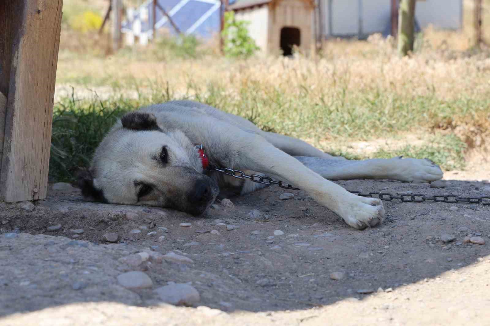 Soğuk havaya göğüs geren Kangal köpekleri sıcak yaz aylarında miskinleşiyor