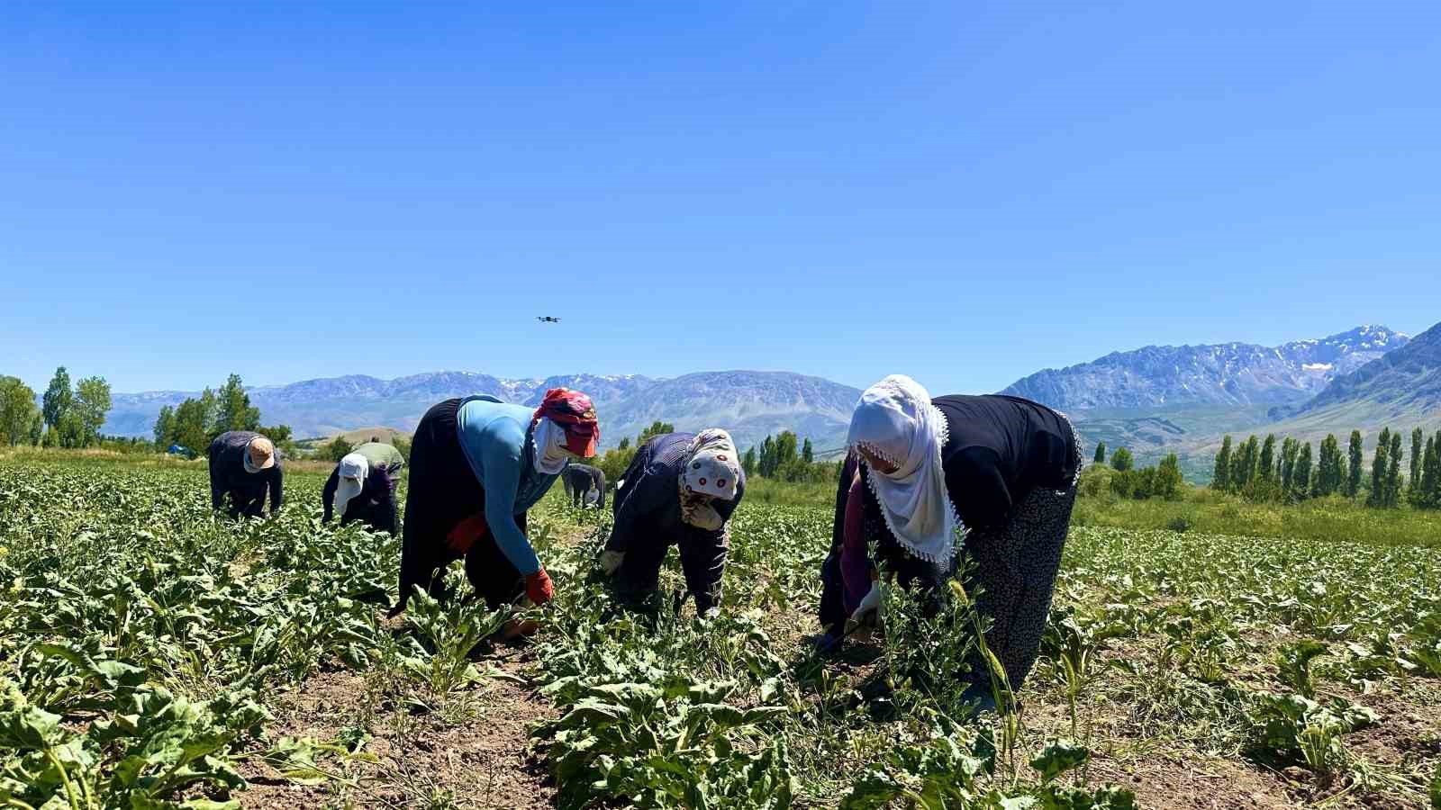 Erzincan’da kadın tarım işçileri kavurucu sıcakta pancar mesaisi yapıyor
