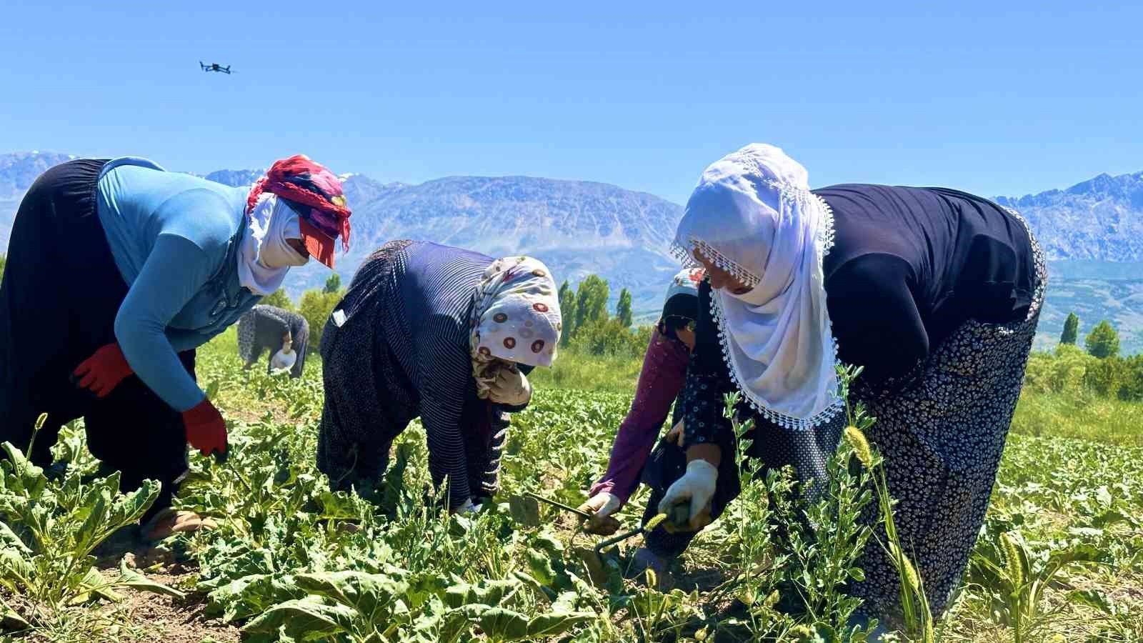 Erzincan’da kadın tarım işçileri kavurucu sıcakta pancar mesaisi yapıyor