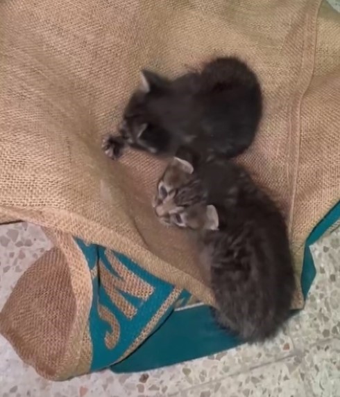 Havalandırma kazanına düşen 2 yavru kediyi öğretmen ve personel kurtardı