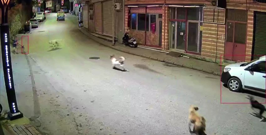 Ordu’da küçük çocuk sokak köpeklerinin saldırısına uğradı