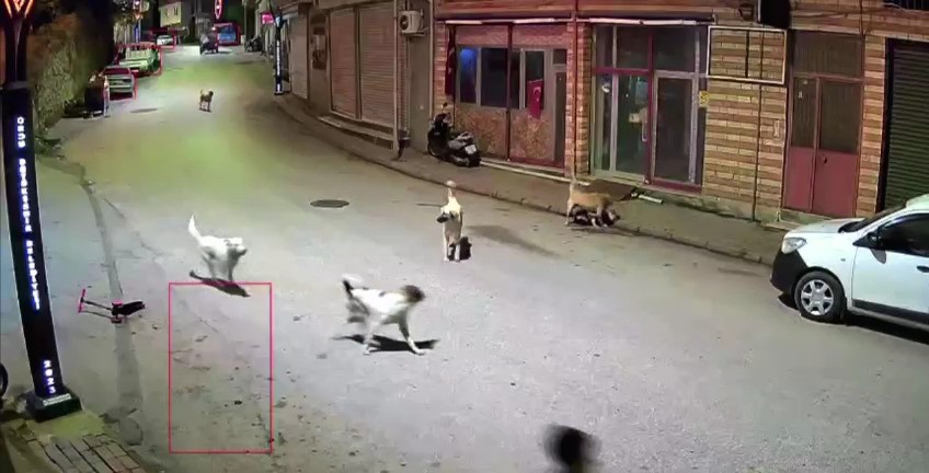 Ordu’da küçük çocuk sokak köpeklerinin saldırısına uğradı