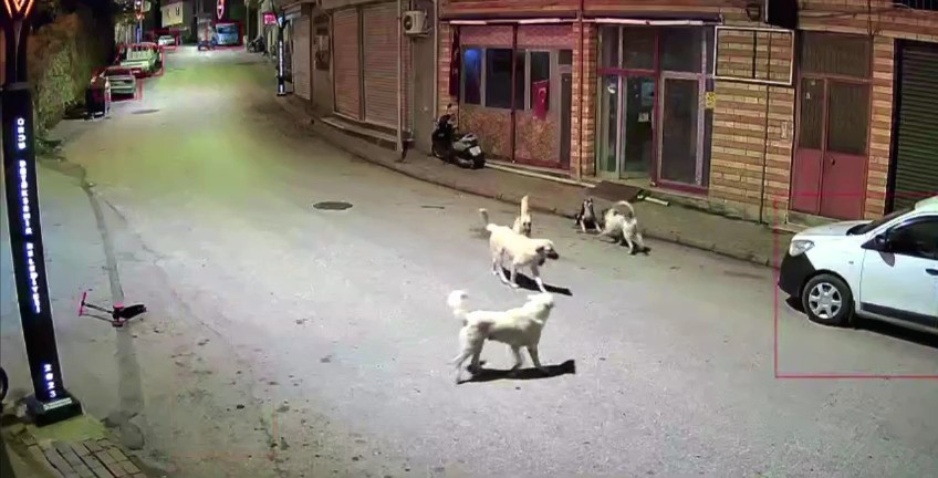 Ordu’da küçük çocuk sokak köpeklerinin saldırısına uğradı