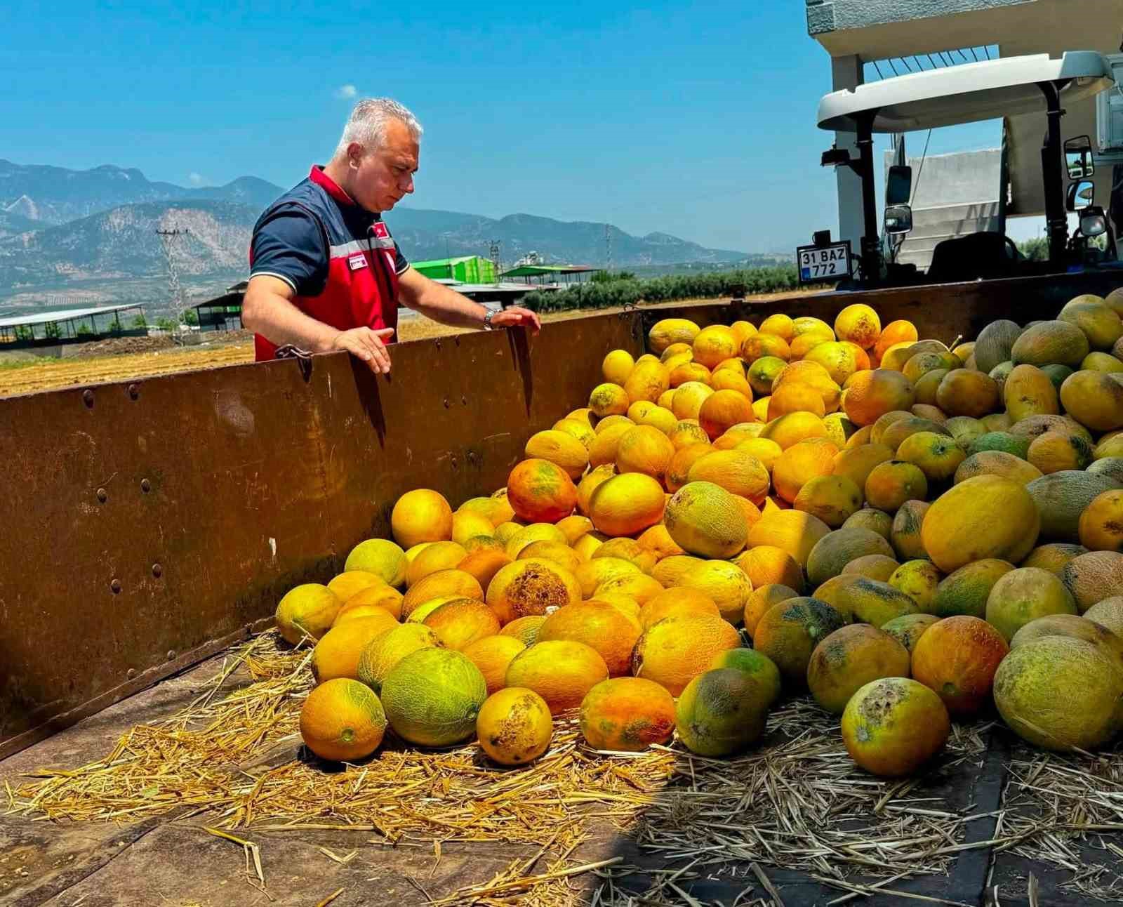 Tescilli Kırıkhan kavununda hasat devam ediyor
