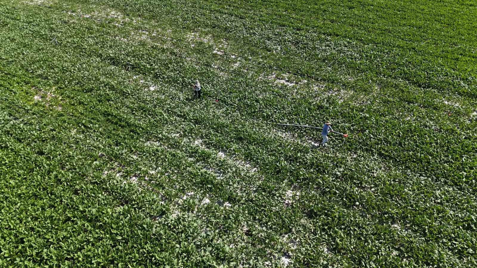 "Kız çocuğu yapamaz" diyenlere inat tarlada babasının sağ kolu oldu