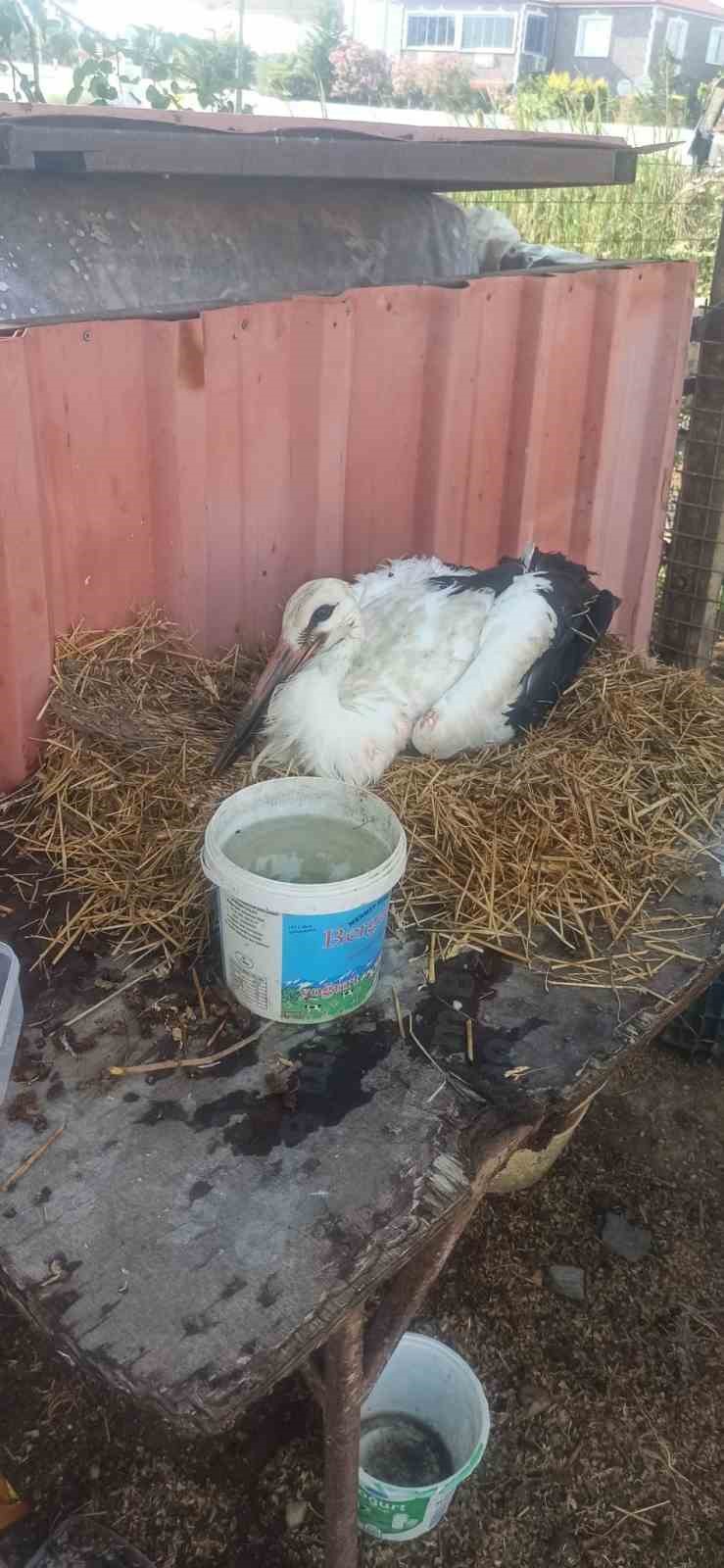 Yerde bitkin halde bulduğu yaralı leyleğe sahip çıktı