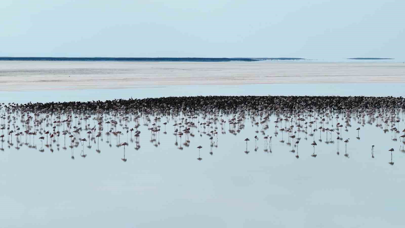 Bakan Kurum: "12 bin 800 yavru flamingo Tuz Gölü’nde yaşam buldu"