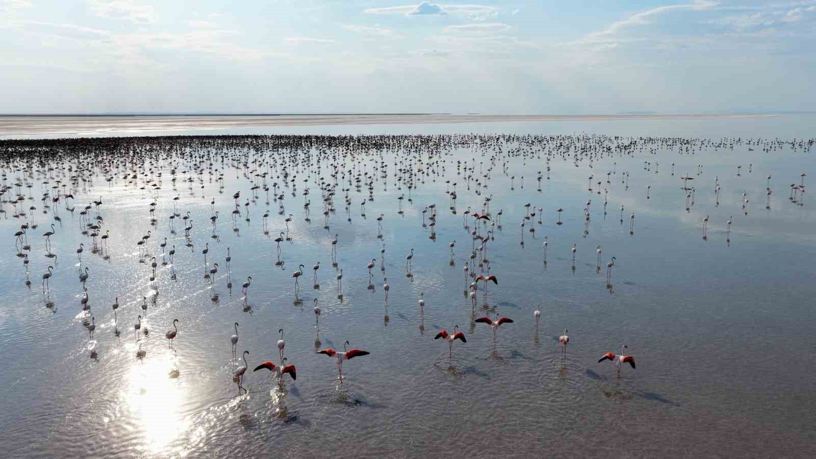 Bakan Kurum: "12 bin 800 yavru flamingo Tuz Gölü’nde yaşam buldu"