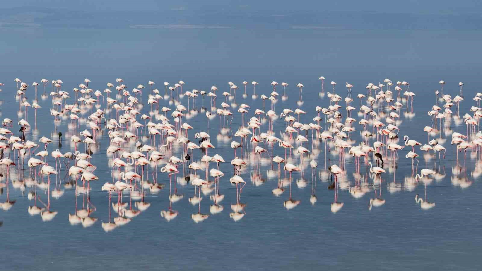 Bakan Kurum: "12 bin 800 yavru flamingo Tuz Gölü’nde yaşam buldu"